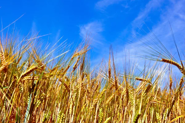 Золотое поле кукурузы с голубым небом — стоковое фото