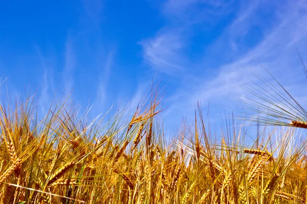 Campo de milho dourado com céu azul — Fotografia de Stock