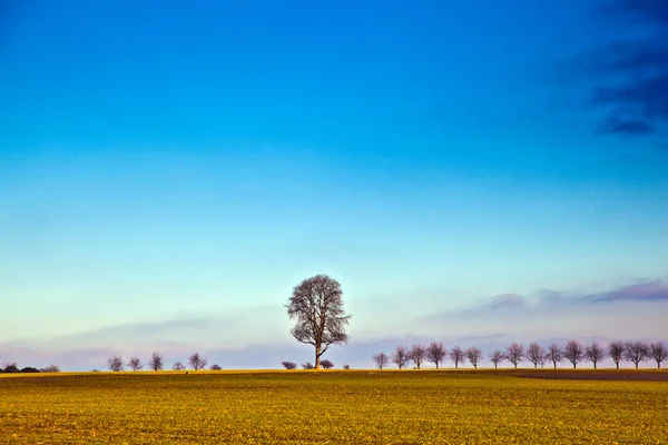 Landschaft mit Acker und Baum — Stockfoto