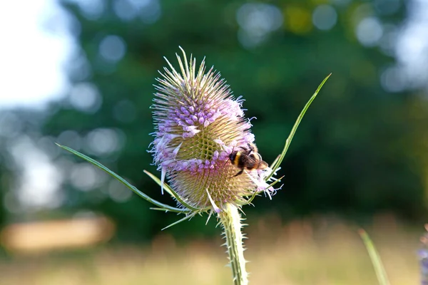 Beautiful thistle in wild flower meadow with bee — Stock Photo, Image