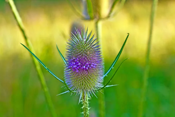 Gyönyörű bogáncs vad virág meadow — Stock Fotó