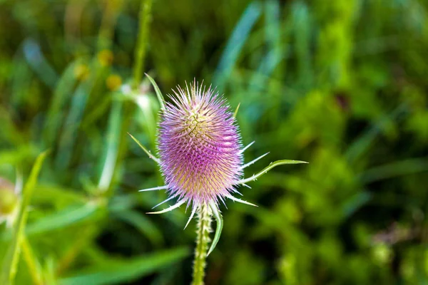 Mooie distel in wild flower weide — Stockfoto