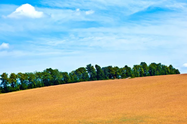 Ландшафт с рядом деревьев в сельскохозяйственной области под голубым небом — стоковое фото