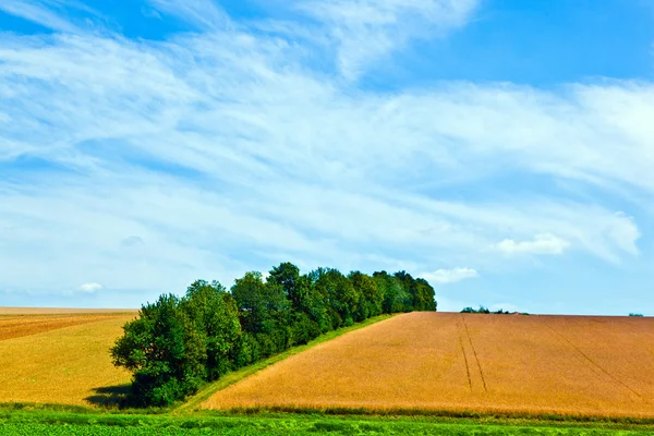 Mavi gökyüzünün altında bir tarım alanı ağaçlarda sıra ile peyzaj — Stok fotoğraf