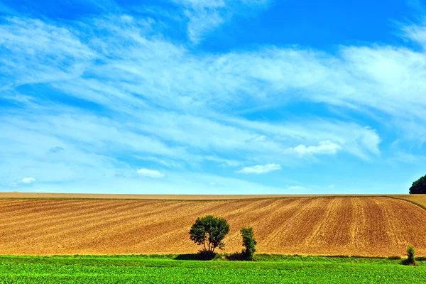 Landschap met rij van bomen in een gebied van de landbouw onder de blauwe hemel — Stockfoto