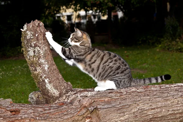 Gato assistindo e caça à noite — Fotografia de Stock