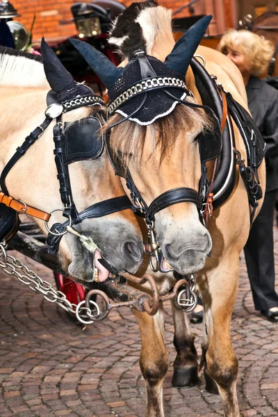 Posta arabası atları ayrıntılı başkanı — Stok fotoğraf