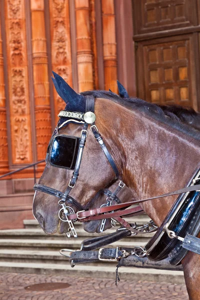 Head of stagecoach horses in detail — Stock Photo, Image