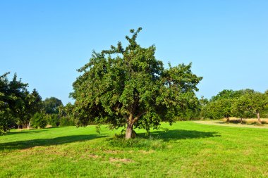 Apple trees in summer at the meadow clipart