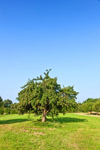 Äppelträd i sommar på ängen — Stockfoto