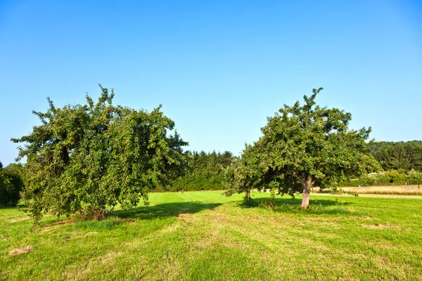 Appelbomen in de zomer op de weide — Stockfoto
