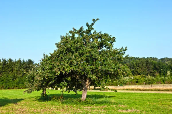 Яблони летом на лугу — стоковое фото