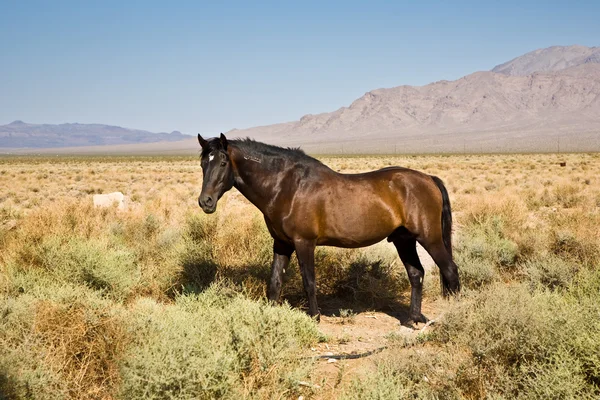 Wilde paarden in de Prairie — Stockfoto