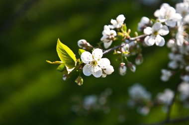 yakın çekim bloom Bahar Dalı