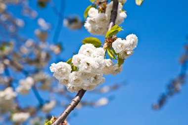 yakın çekim bloom Bahar Dalı