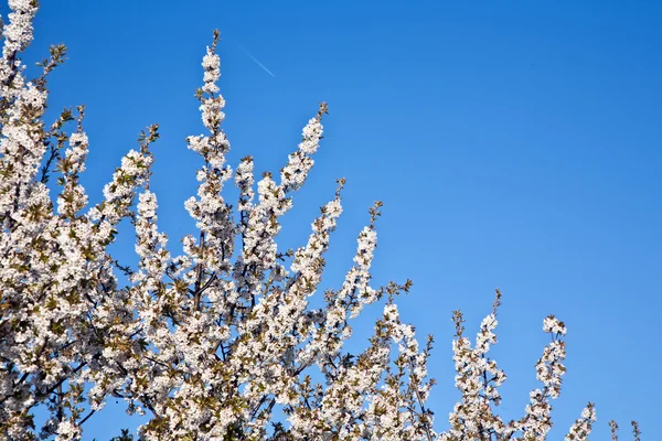 Gros plan branche de la floraison au printemps — Photo
