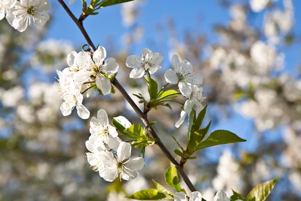 Närbild gren av blommar på våren — Stockfoto