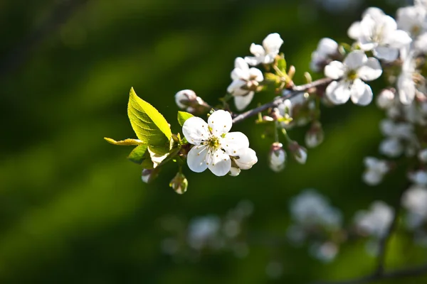 Ramo close-up de flor na primavera — Fotografia de Stock