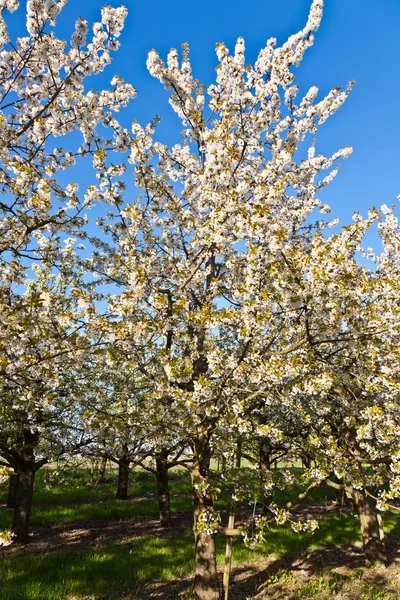 stock image Beautiful blooming tree in springtime