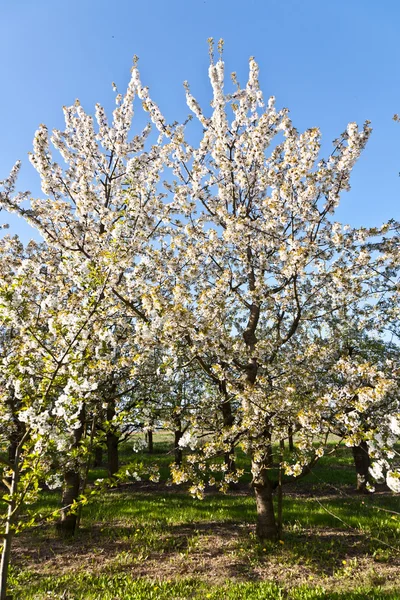 Beautiful blooming tree in springtime — Stock Photo, Image