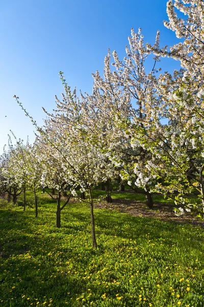 stock image Beautiful blooming tree in springtime