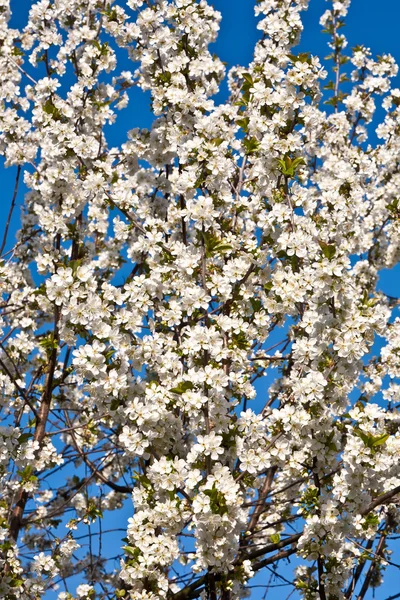 Wirydarz-do góry oddział kwitną wiosną — Zdjęcie stockowe