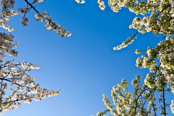 Close-up tak van bloeien in de lente — Stockfoto