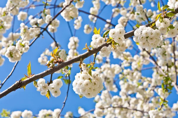 Ramo close-up de flor na primavera — Fotografia de Stock