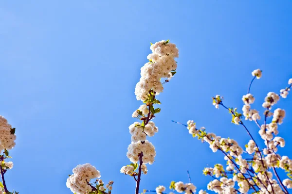 Close-up tak van bloeien in de lente — Stockfoto