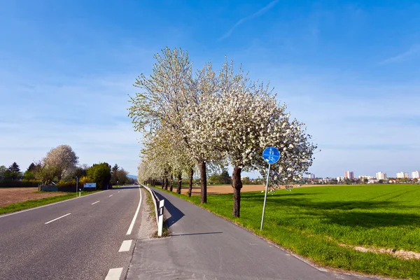 Close-up branch of bloom in spring with street and bike path — Stock Photo, Image