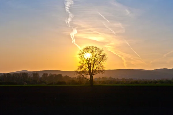 Západ slunce s modrou oblohu a strom — Stock fotografie