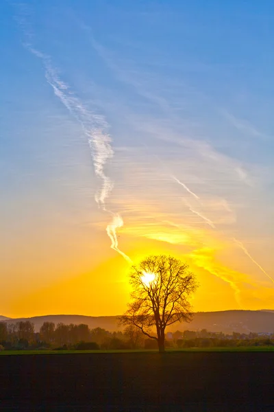 Pôr do sol com céu azul e árvore — Fotografia de Stock