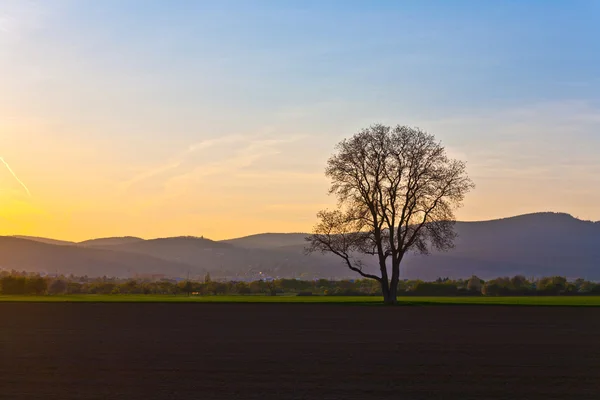 Solnedgång, blå himmel och träd — Stockfoto