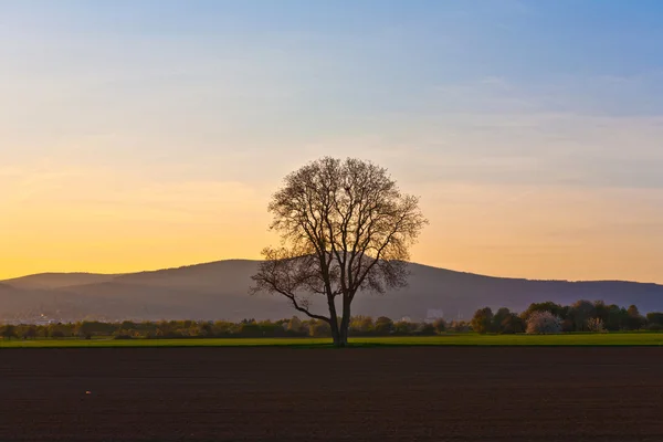 Zachód słońca, Błękitne niebo i drzewa — Zdjęcie stockowe