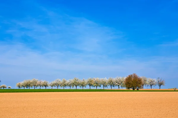 Schöne blühende Bäume in Gasse mit Feld — Stockfoto
