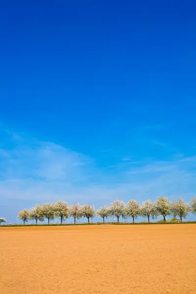 Красиві квітучі дерева в алеї з полем — стокове фото