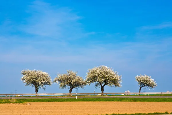Árvores florescendo bonitas no beco com campo — Fotografia de Stock