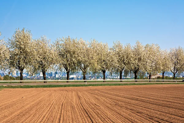 Piękne kwitnących drzew w piłkę z pola — Zdjęcie stockowe