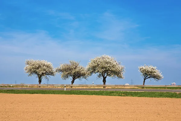 Beautiful blooming trees in alley with field — Stock Photo, Image
