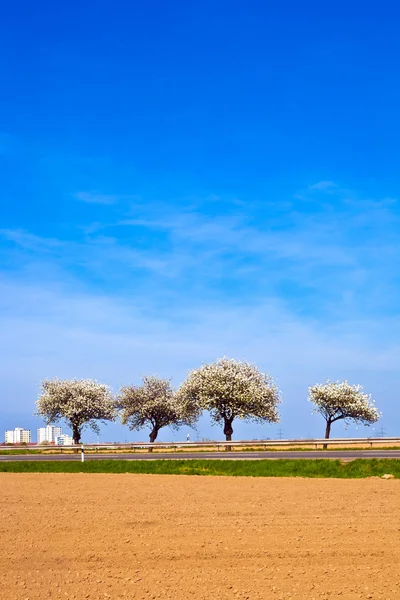 Hermosos árboles florecientes en callejón con campo — Foto de Stock