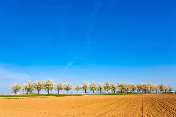 Mooie bloeiende bomen in steeg met veld — Stockfoto
