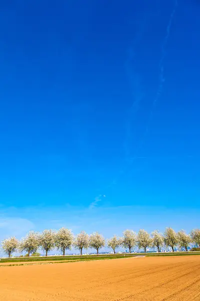 Vackra blommande träd i gränden med fält — Stockfoto