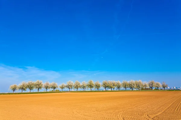 Piękne kwitnących drzew w piłkę z pola — Zdjęcie stockowe