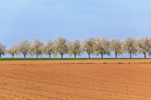 Bellissimi alberi in fiore nel vicolo con campo — Foto Stock