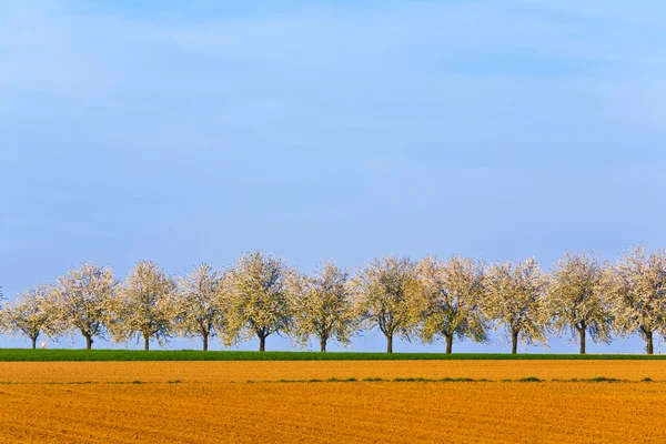Bellissimi alberi in fiore nel vicolo con campo — Foto Stock