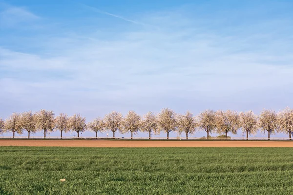 Красивые цветущие деревья в аллее с полем — стоковое фото