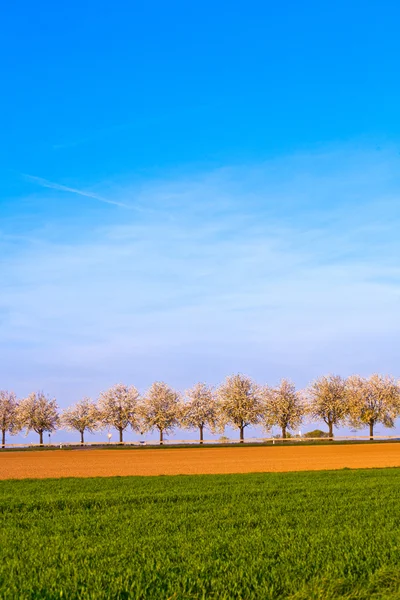Mooie bloeiende bomen in steeg met veld — Stockfoto