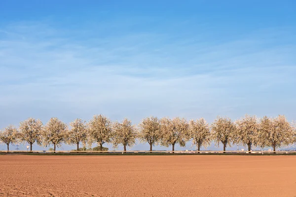 Красивые цветущие деревья в аллее с полем — стоковое фото