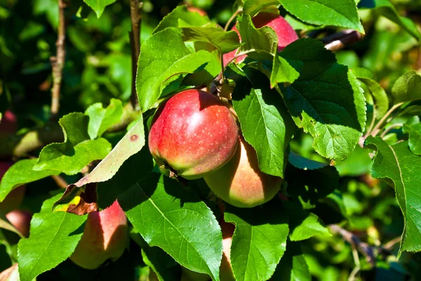 Manzanas colgando del manzano —  Fotos de Stock