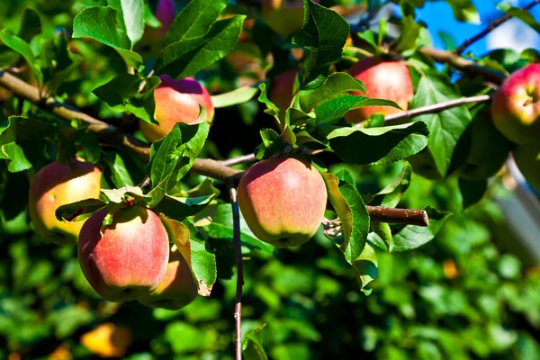 リンゴはリンゴの木に掛かっています。 — ストック写真